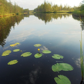 Ламбы в Карелии