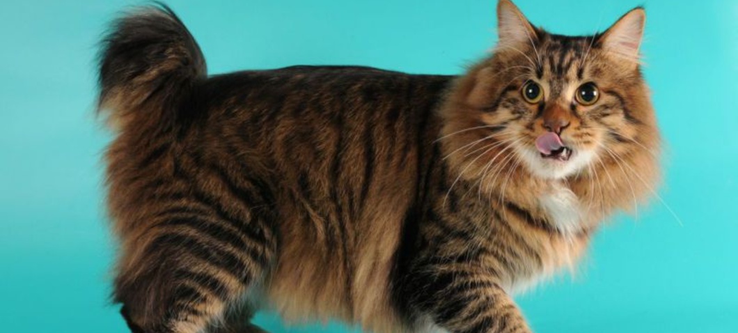 Карельский бобтейл (короткошерстный): фото кошки карельского бобтейла,  порода кота
