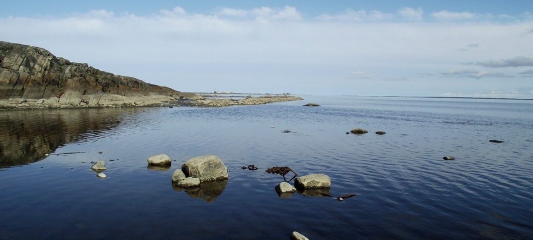 Алиссум белое море фото