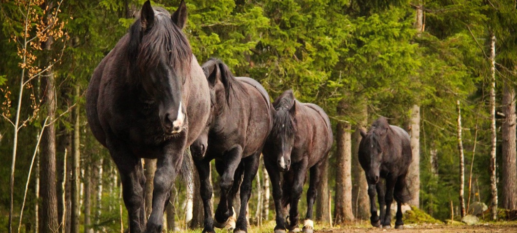 В Карелии восстанавливают породу лесной лошади