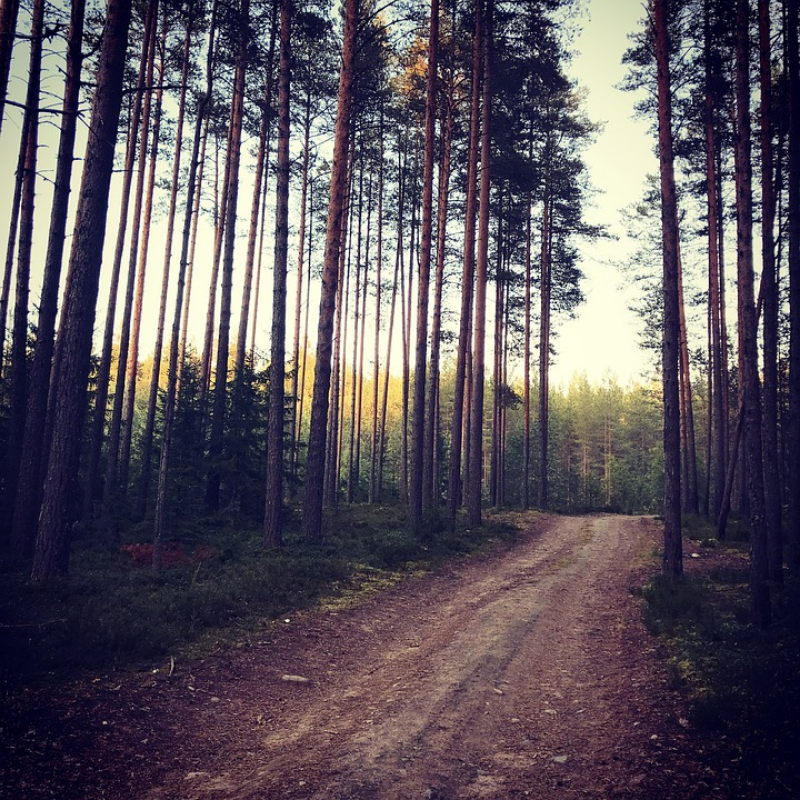 Выбор лес. Карелия лес. Леса Карелии. Лес дорога Карелия. Лес боке.