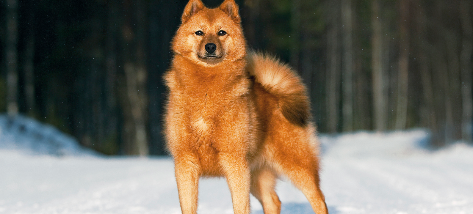 Карело-финская лайка — породы и виды собак выведенных в Карелии,  особенности породы карельской лайки