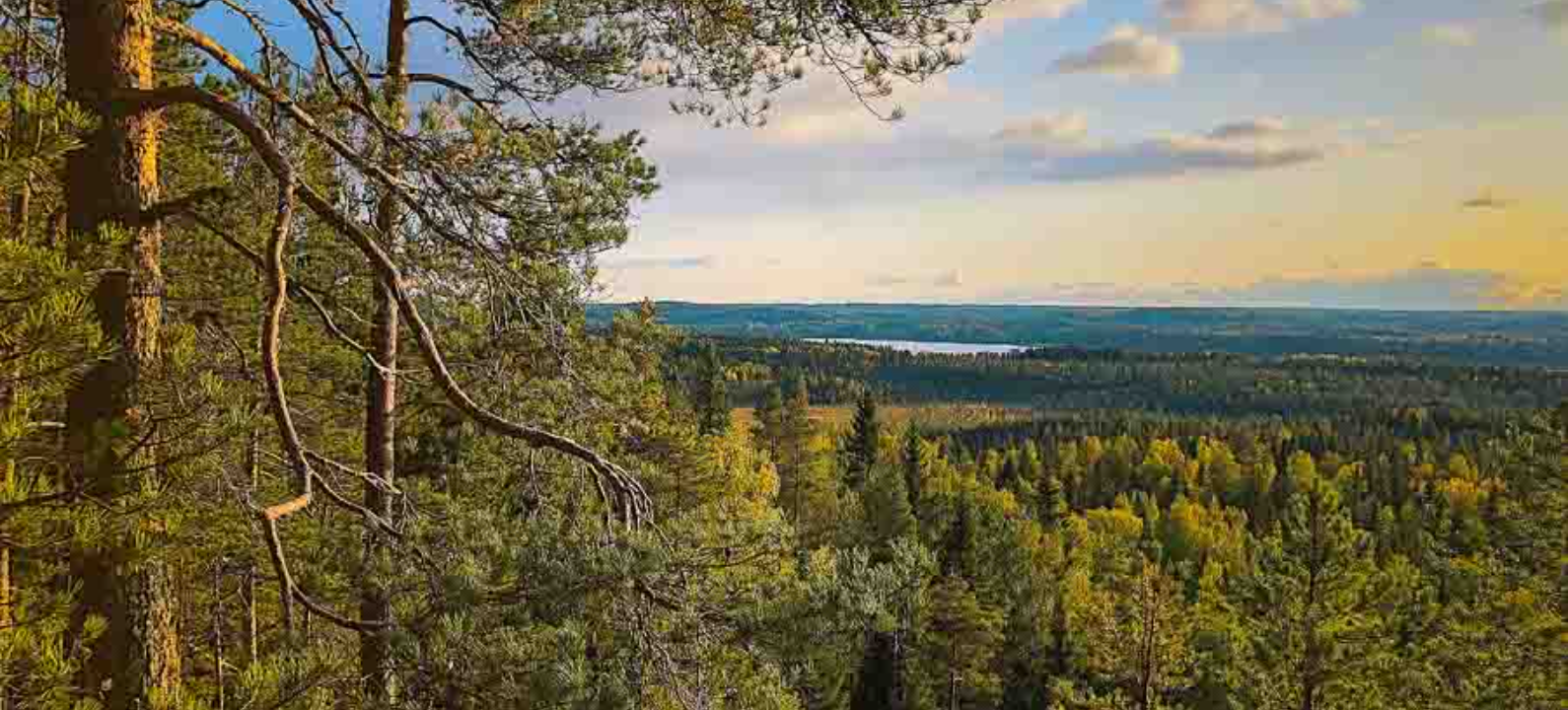 Рысья гора: особенности территории; где расположена, как добраться;