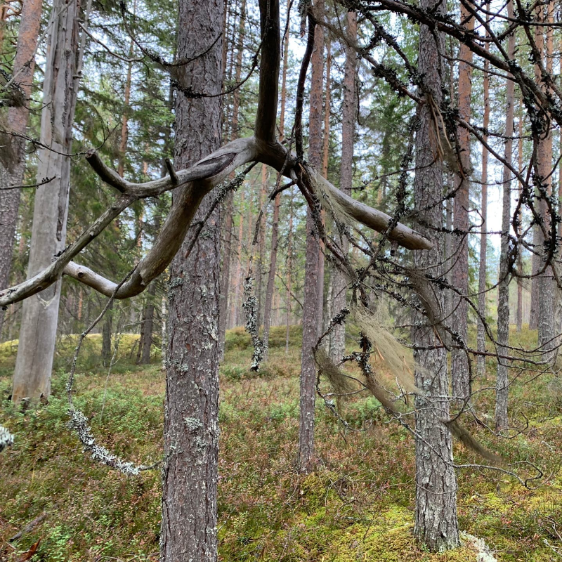 Уснея бородатая